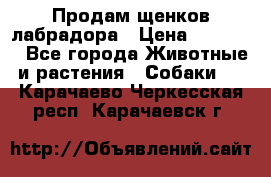 Продам щенков лабрадора › Цена ­ 20 000 - Все города Животные и растения » Собаки   . Карачаево-Черкесская респ.,Карачаевск г.